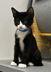 Felix - Photo 2