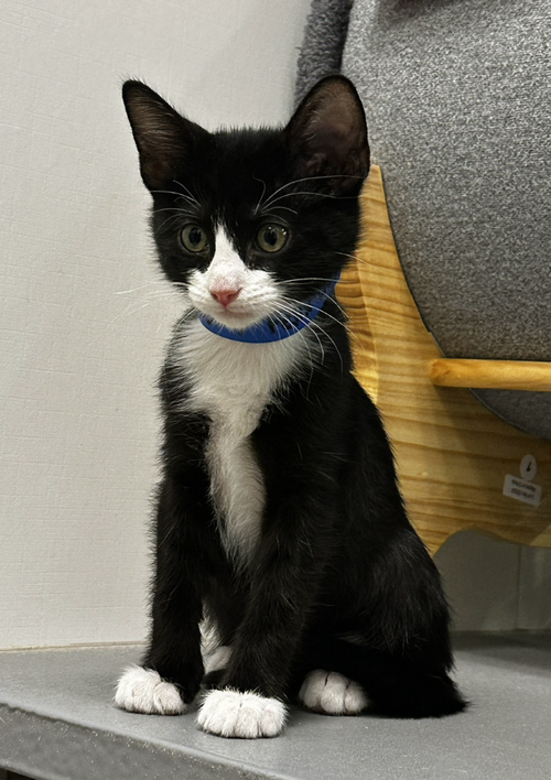 FELIX - Domestic Short Hair available for adoption