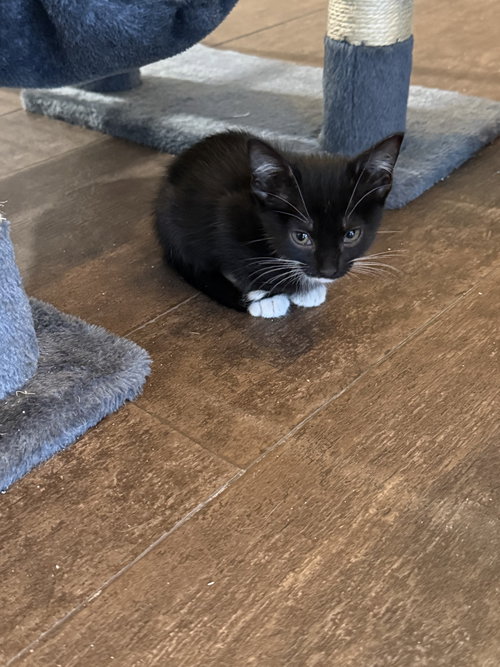 JUPITER - Domestic Short Hair available for adoption