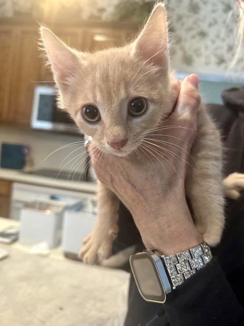 BUF - Domestic Short Hair available for adoption