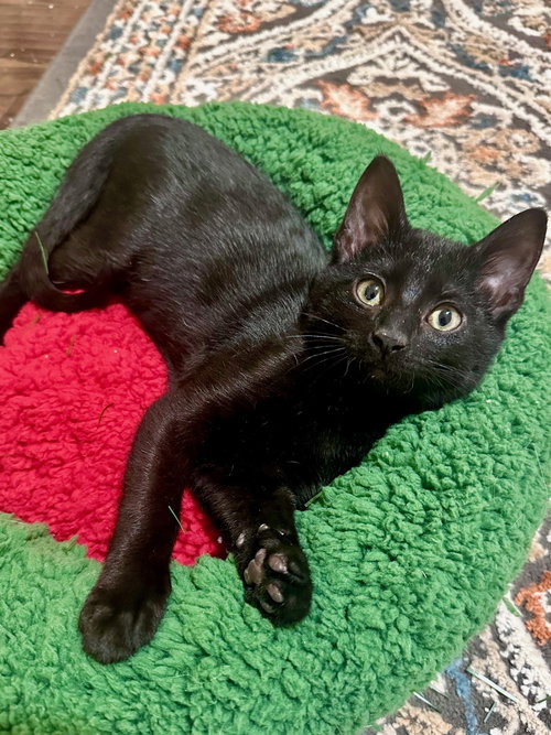 SITCH - Domestic Short Hair available for adoption