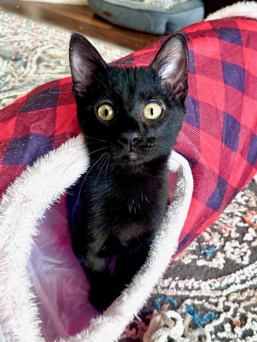 SITCH - Domestic Short Hair available for adoption