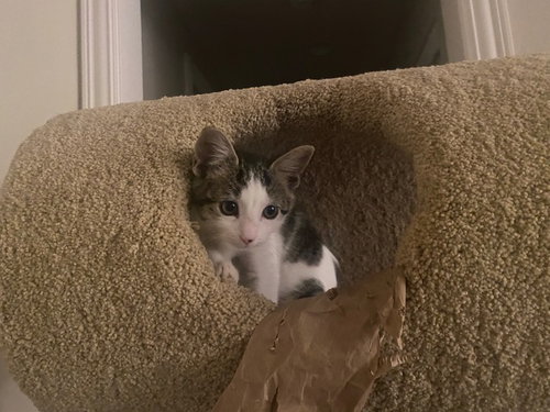 PIGEON - Domestic Medium Hair available for adoption