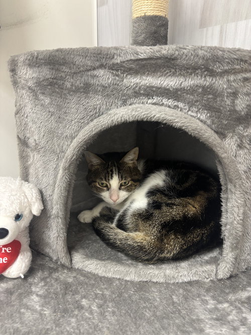 KLAIRA - Domestic Short Hair available for adoption