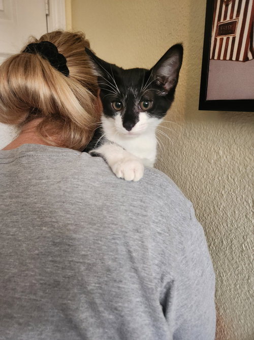 SPRUCE - Domestic Short Hair available for adoption