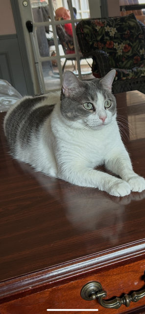 picture of the cat needing adoption