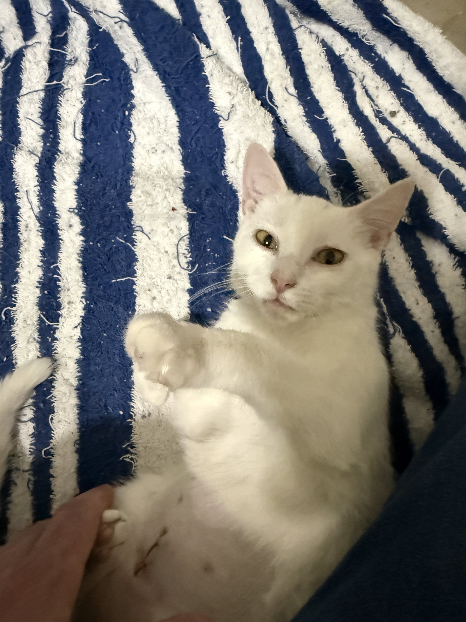 Kiki Image
