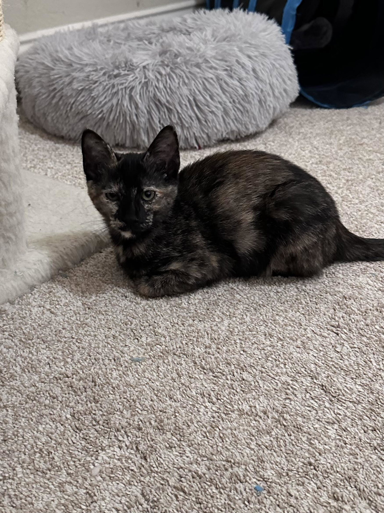 Pepper Image