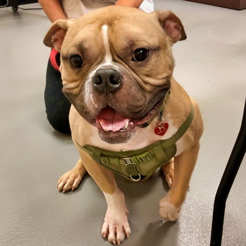 ZUKO - Bulldog available for adoption