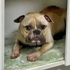Zuko - Photo 3