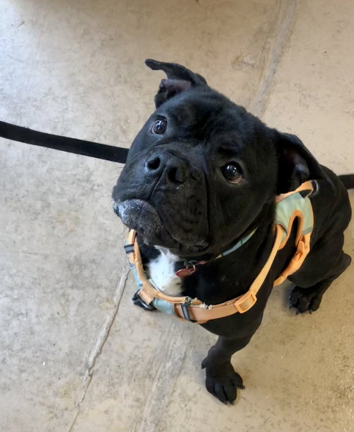 CURRY - Bulldog / American Staffordshire Terrier available for adoption