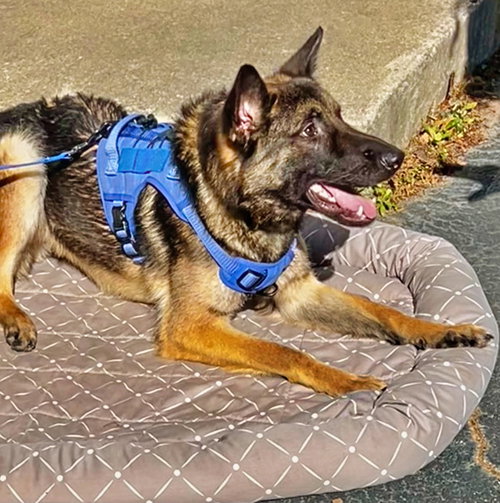 ROCKY - German Shepherd Dog available for adoption