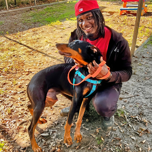 TACO - Doberman Pinscher available for adoption