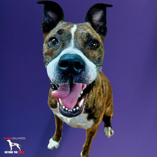 KIWI - Boxer available for adoption