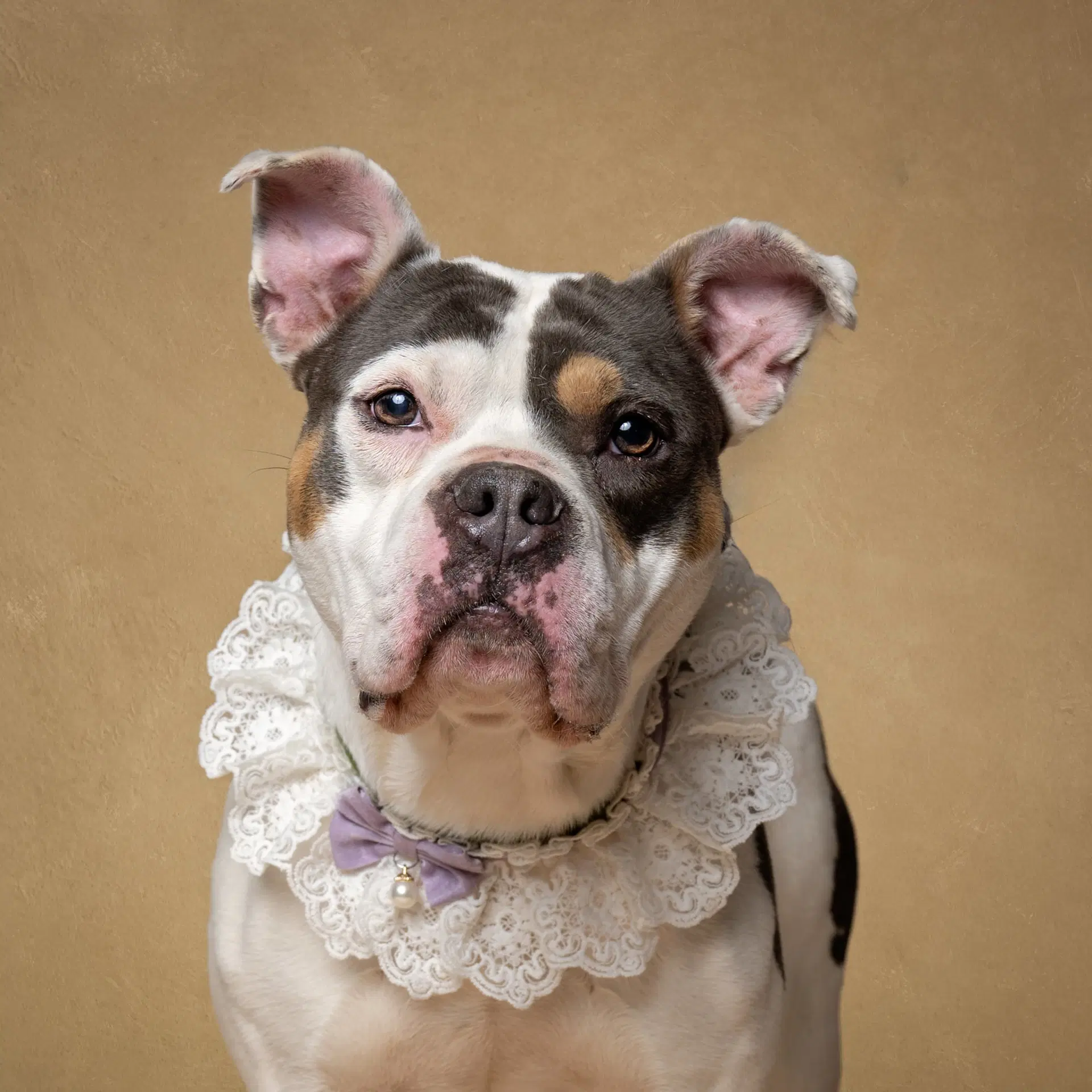 Peppa - American Bulldog