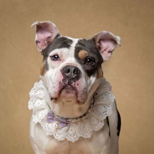 Peppa, an adoptable American Bulldog in Atlanta, GA