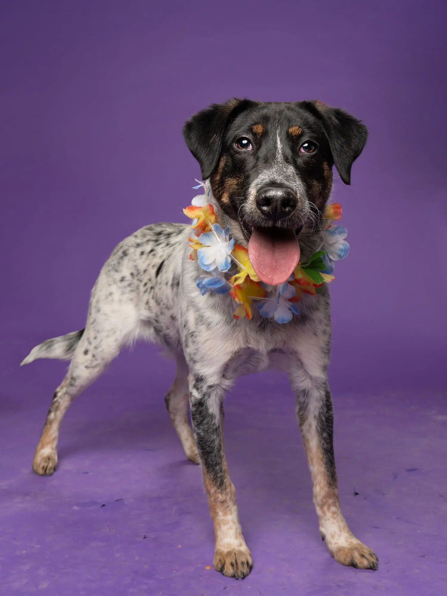 Tweety - Cattle Dog