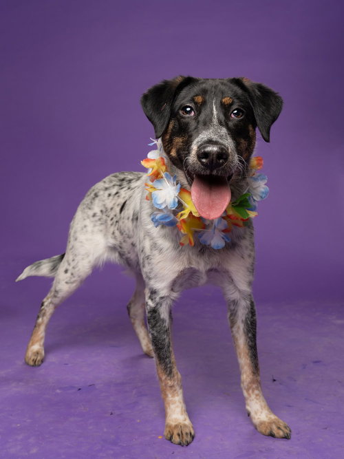 Tweety, an adoptable Australian Cattle Dog in Atlanta, GA