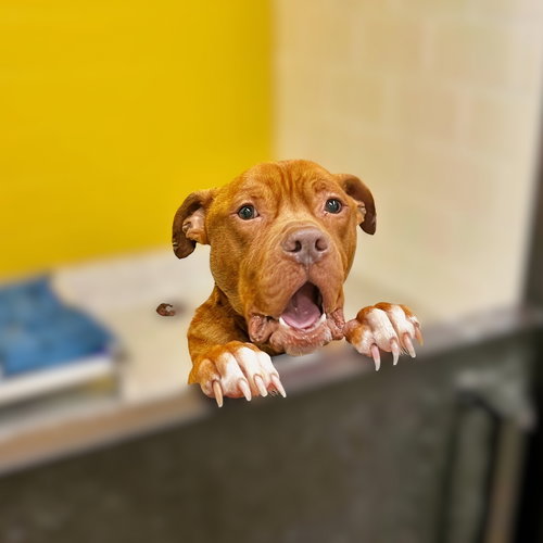 Yogi, an adoptable Pit Bull Terrier in Atlanta, GA