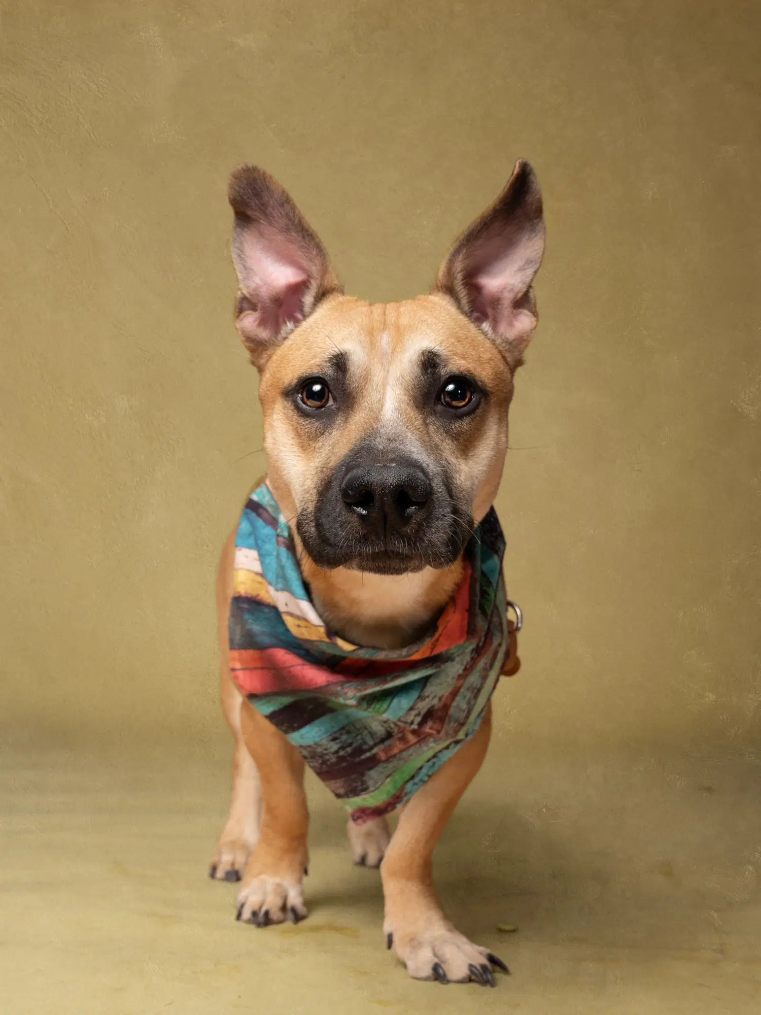Zazu - Malinois