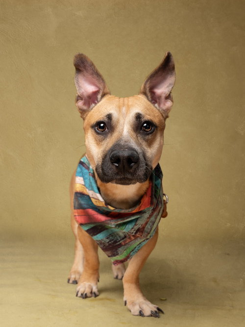 Zazu, an adoptable Corgi in Atlanta, GA