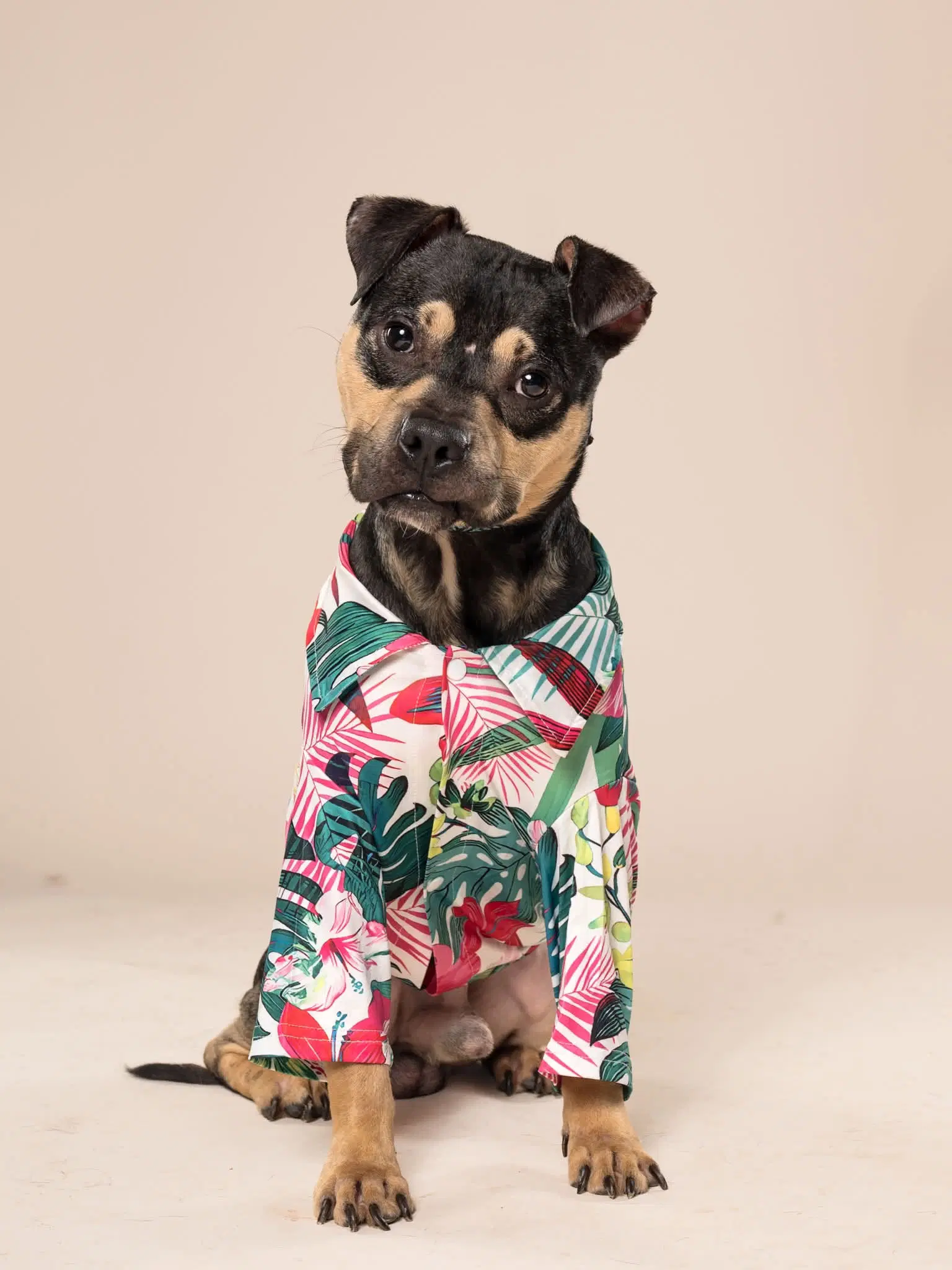 Kirby - Miniature Pinscher