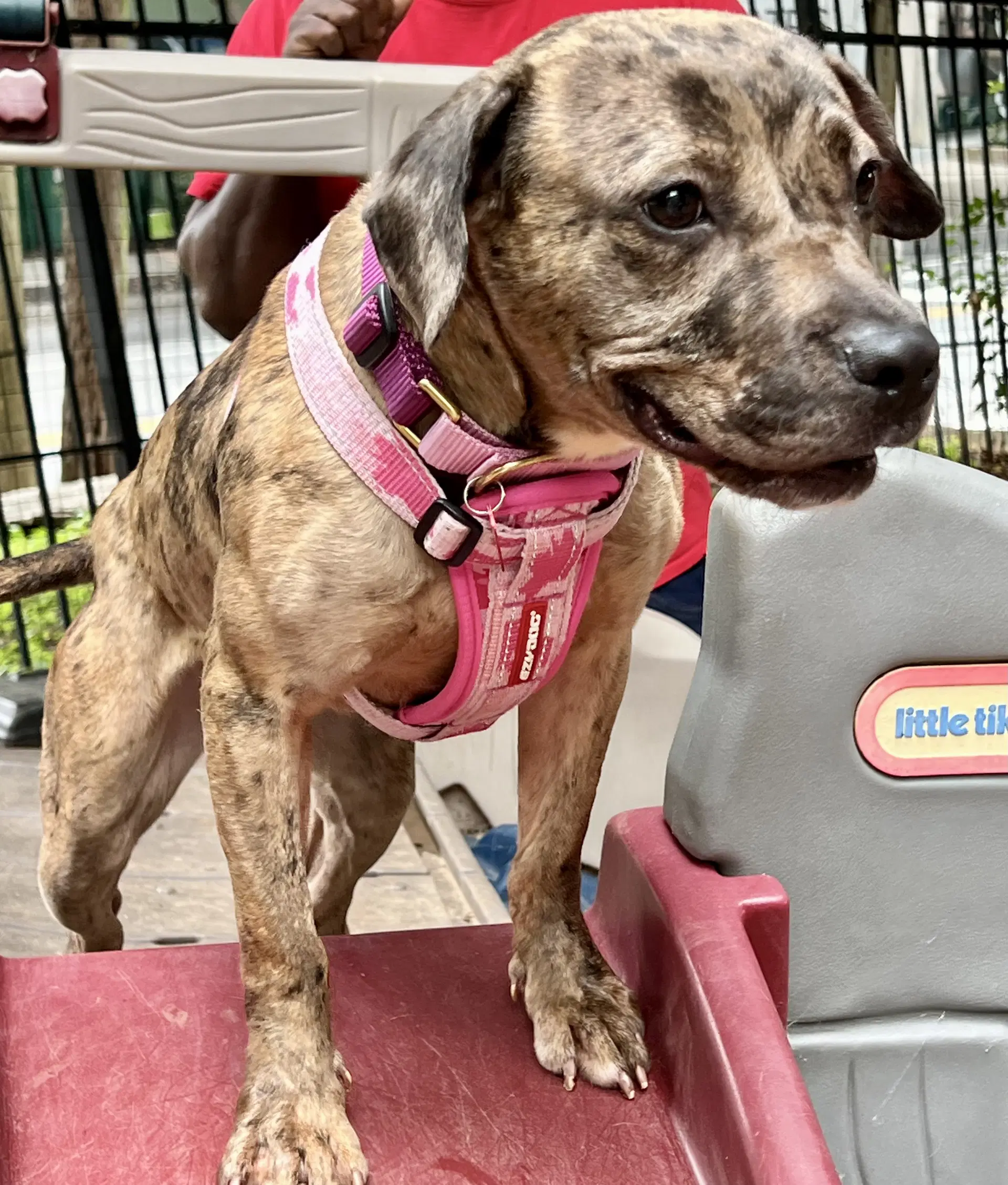 Peach - Catahoula