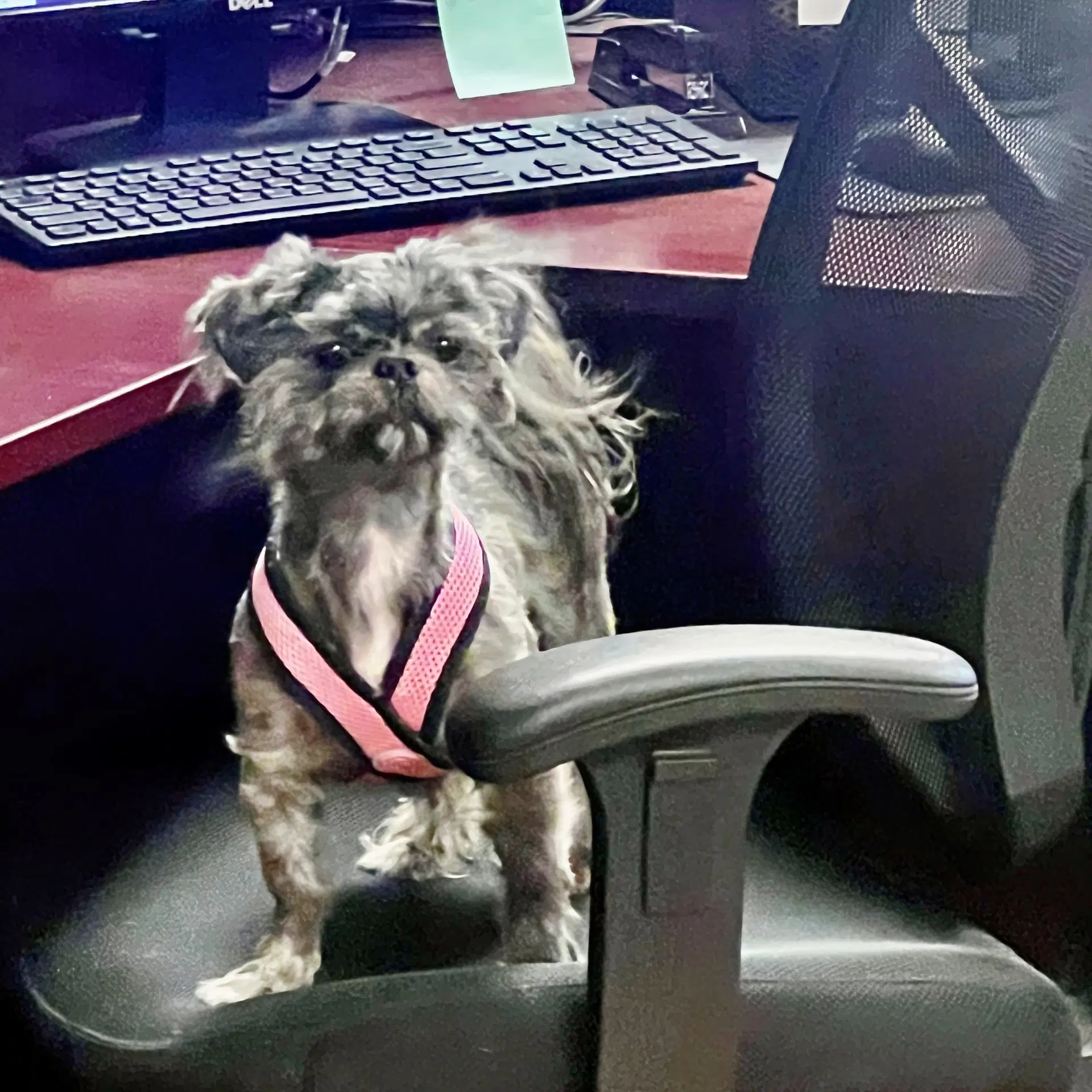 Belle - Shih Tzu