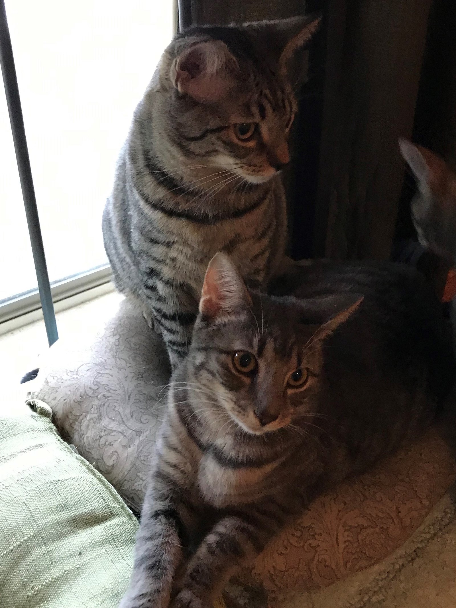 Photo of Thor And Yoda - Bonded Pair