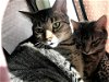 adoptable Cat in chandler, AZ named Thor and Yoda - BONDED PAIR