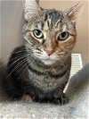 adoptable Cat in chandler, AZ named Savvy