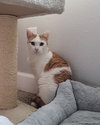 Creamsicle - Photo 11