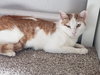 Creamsicle - Photo 10