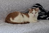Creamsicle - Photo 14
