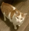 Creamsicle - Photo 12