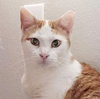 Creamsicle - Photo 6