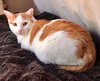 Creamsicle - Photo 7