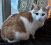 Creamsicle - Photo 9