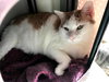 Creamsicle - Photo 4