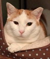 Creamsicle - Photo 2