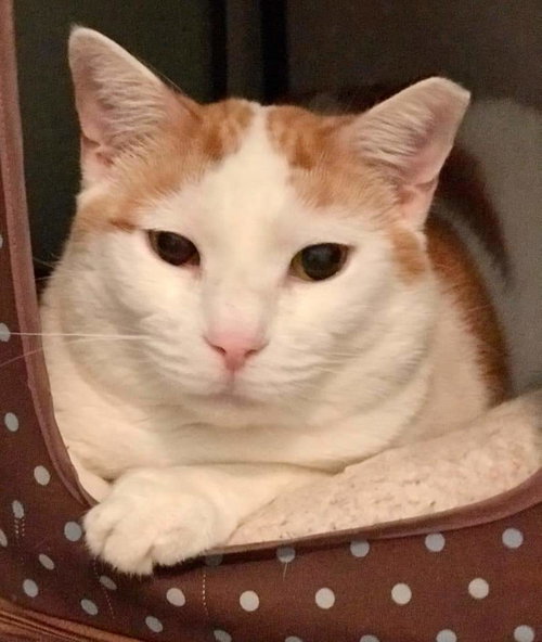 CREAMSICLE - Domestic Short Hair available for adoption