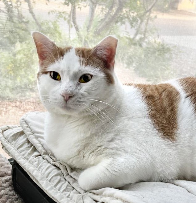 adoptable Cat in Chandler, AZ named Creamsicle