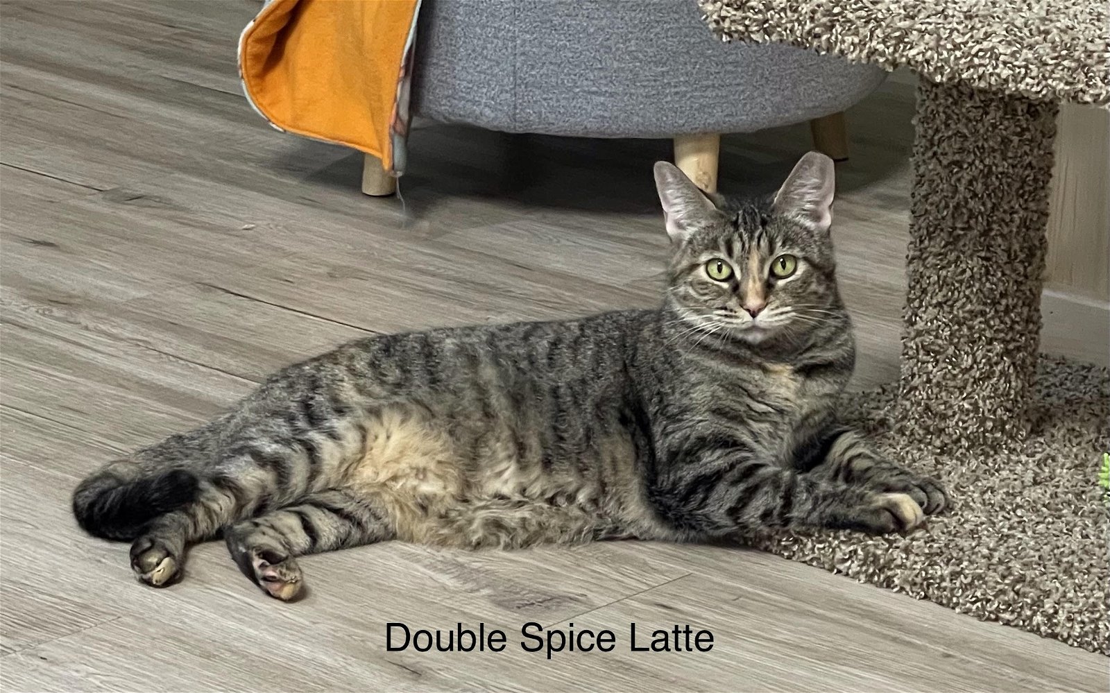 Photo of Simply Sable & Double Spice Latte Bonded Pair