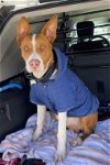 adoptable Dog in chandler, AZ named Diogee