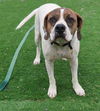 adoptable Dog in Chandler, AZ named Bailey Solomon