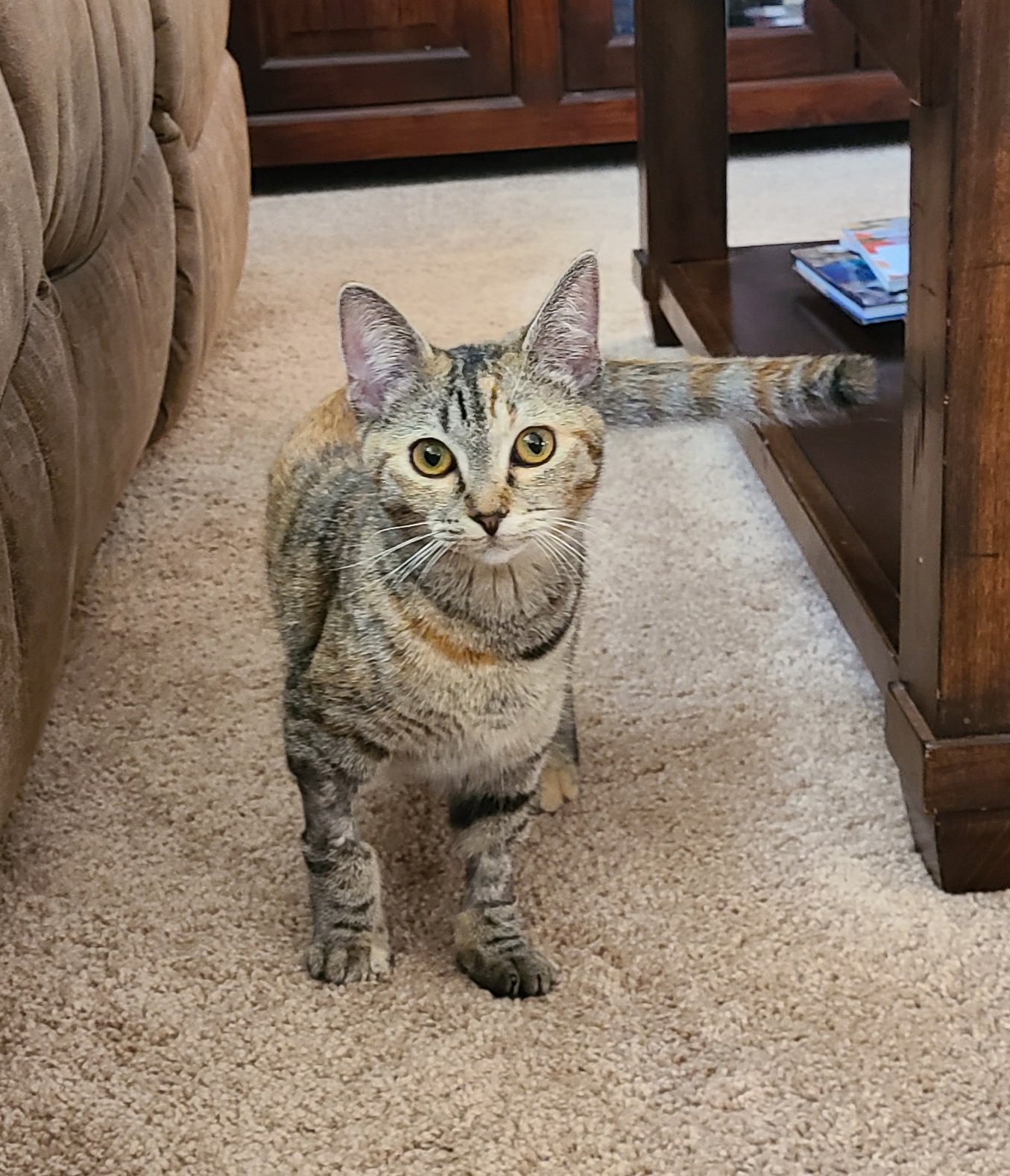 adoptable Cat in Chandler, AZ named Tora Neko