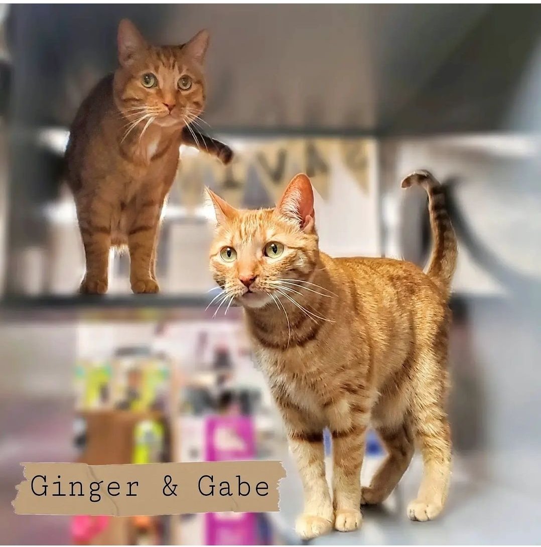 Photo of Ginger & Gabe- Bonded Pair