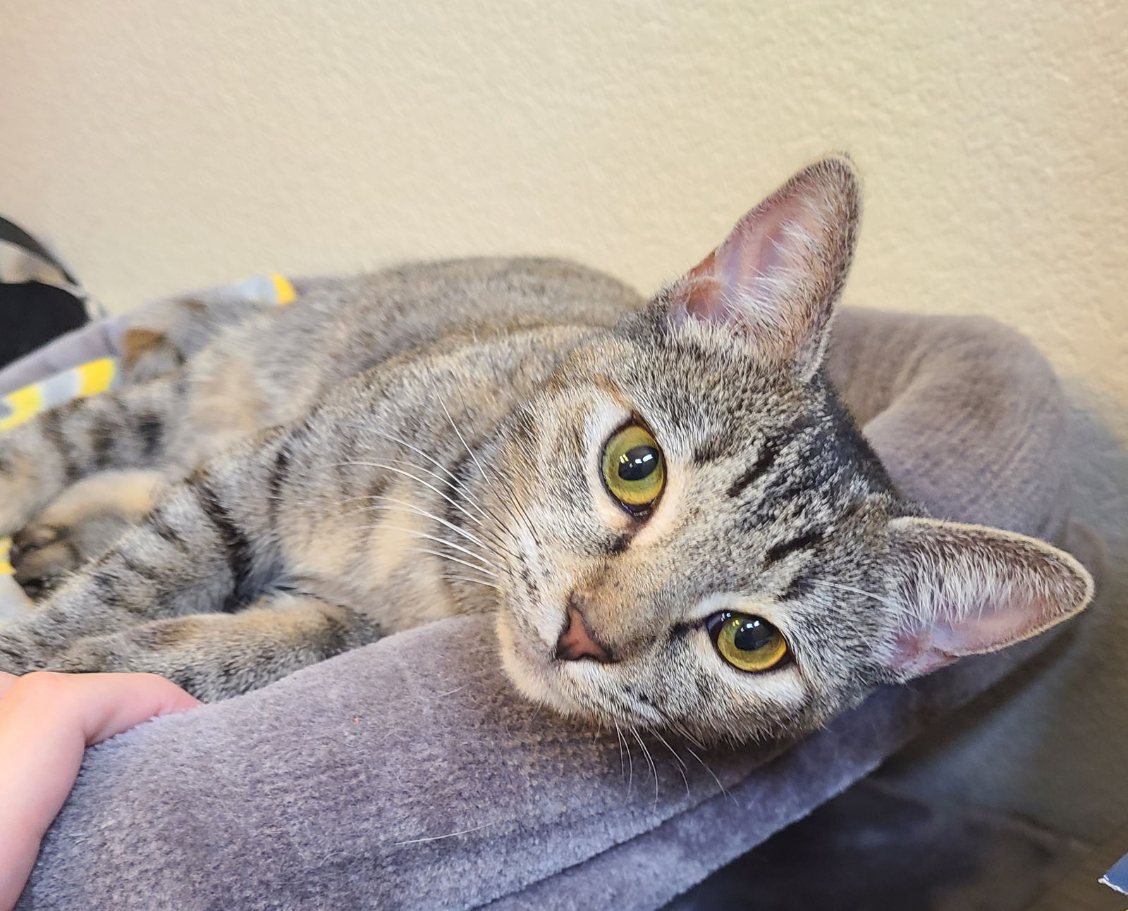 adoptable Cat in Chandler, AZ named Onee Neko