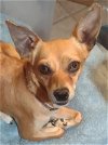 adoptable Dog in chandler, AZ named Crystal Gayle