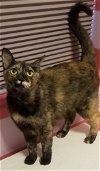 adoptable Cat in chandler, AZ named Lil Fig
